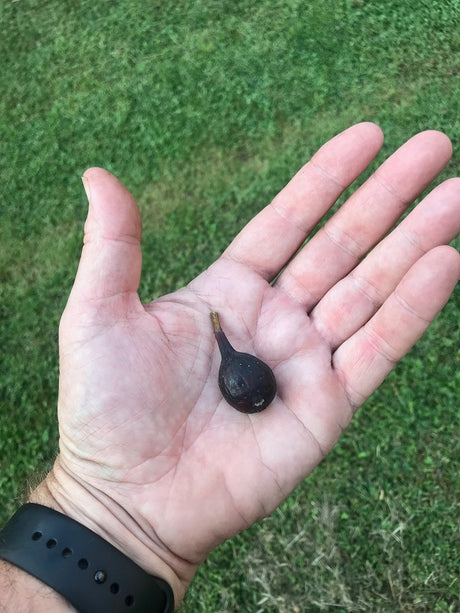 Nerucciolo d Elba fig in hand