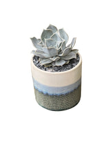 Ombre Succulent Garden 2