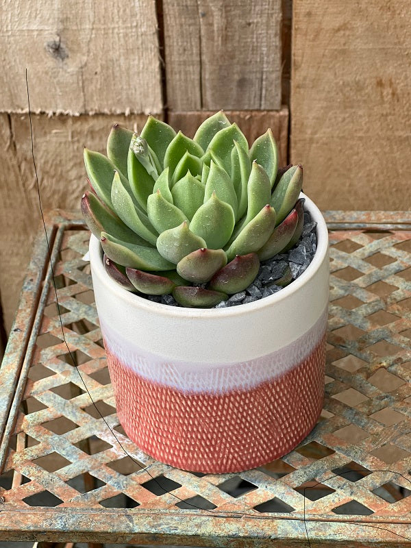 Ombre Succulent Garden