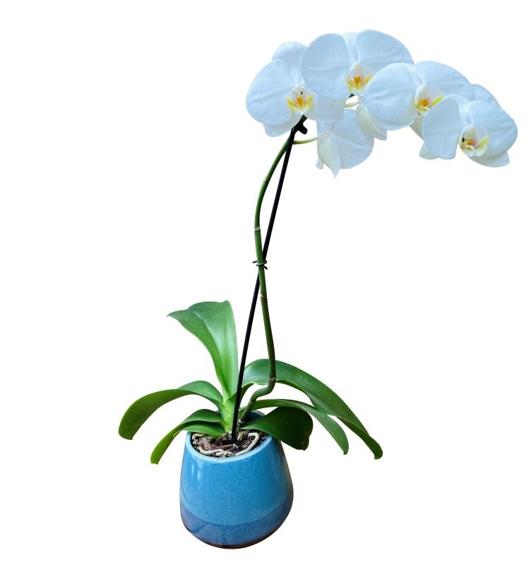 Orchid Plant in Modern Pot 