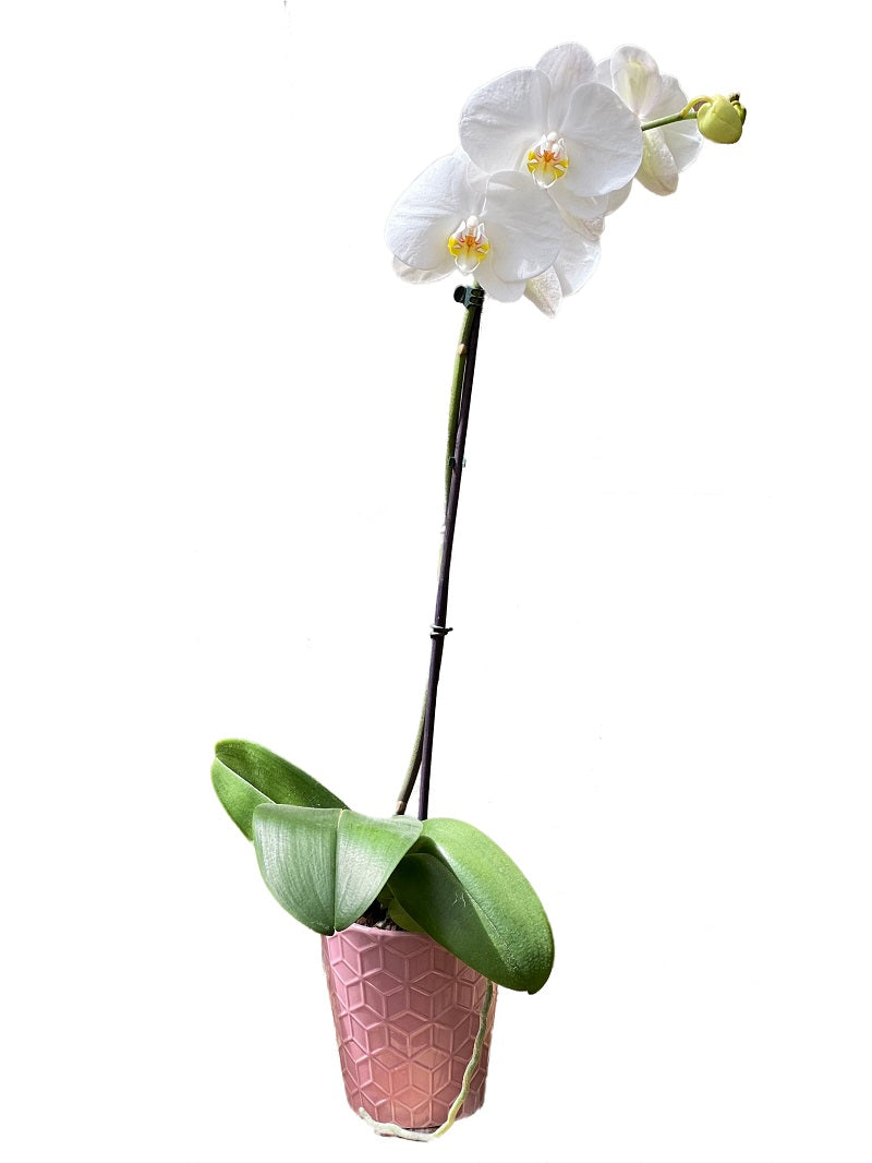 Single Orchid Plant in Modern Pot