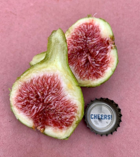 Paradiso Bronze Fig Fruit Cross Section