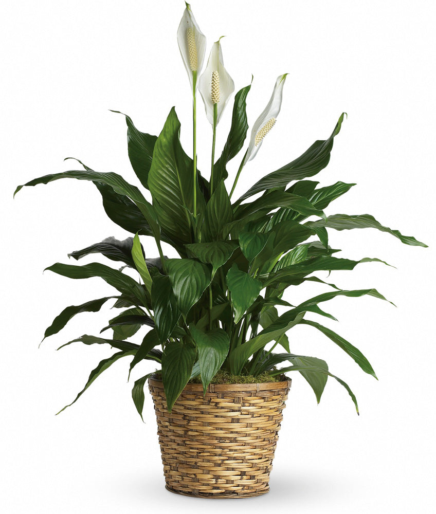 Peace Lily in Basket Medium