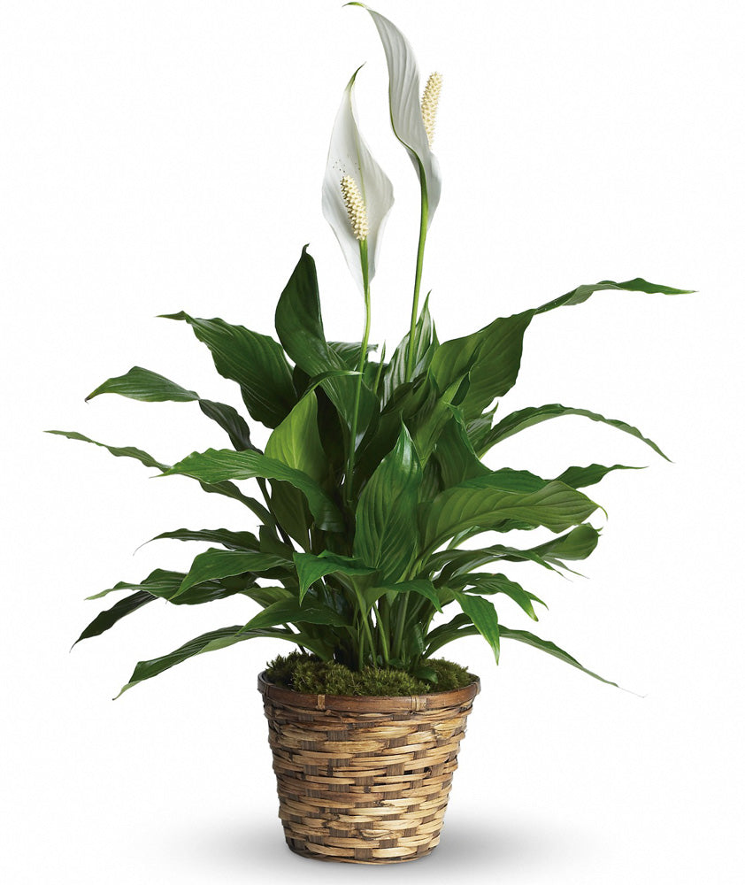 Peace Lily in Basket Small