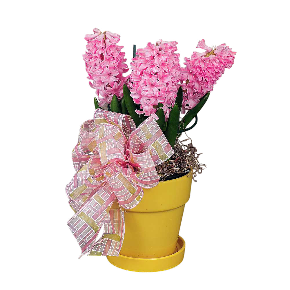 Pink hyacinth in yellow pot with bow