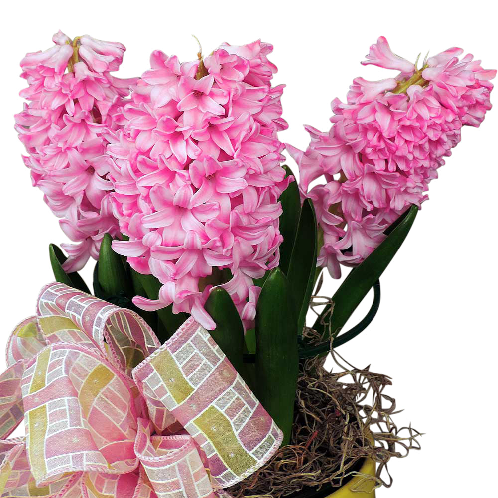 Close up of pink hyacinth blooms