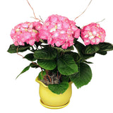 Pink hydrangea plant in ceramic pot