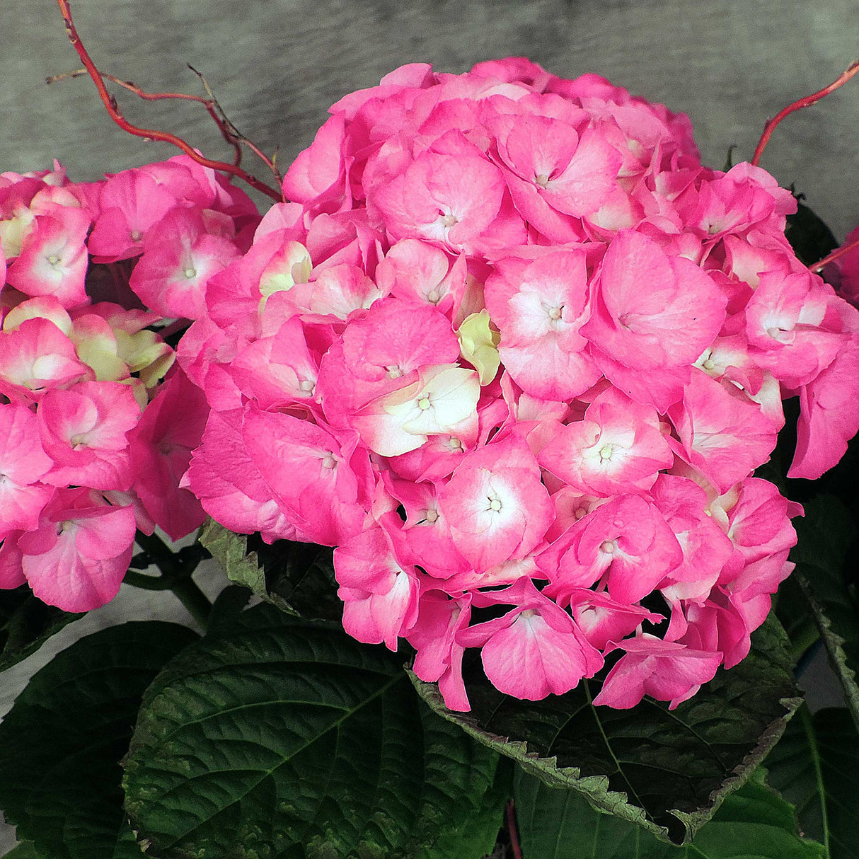 Closeup of pink hydrangea bloom