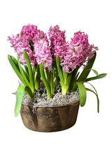 Potted Pink Hyacinths