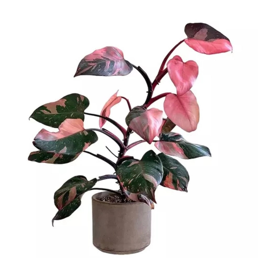 Pink Princess Philodendron Plant