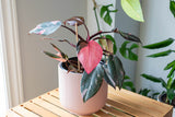 Pink Princess Philodendron