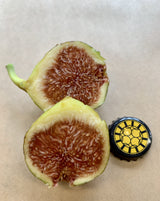 Planera Fig Fruit