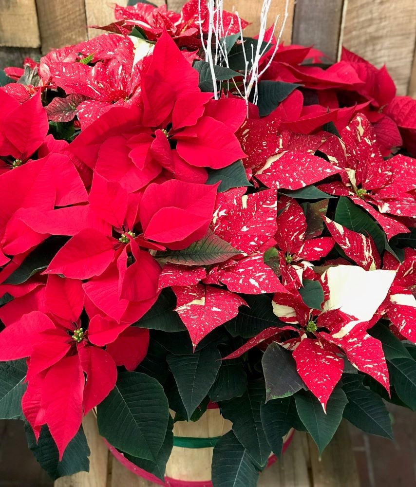 Luxury Poinsettia 