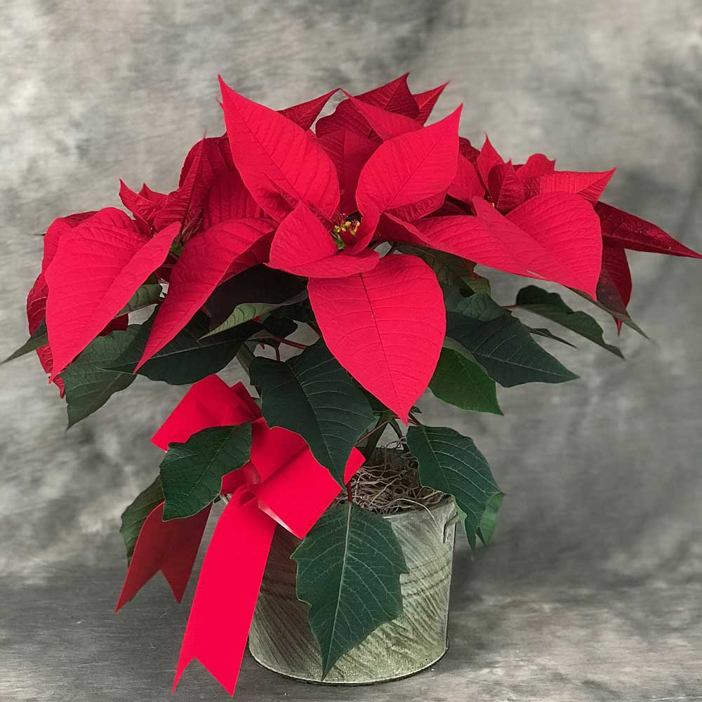 Red Poinsettia in Stylish Container