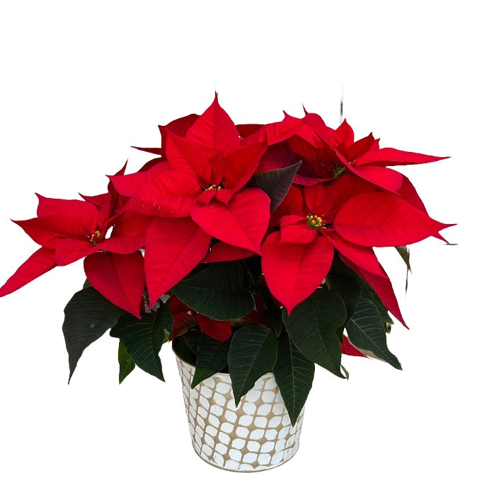 Holiday Poinsettia