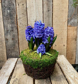 Potted Hyacinth- Blue