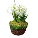 Potted Hyacinth- White