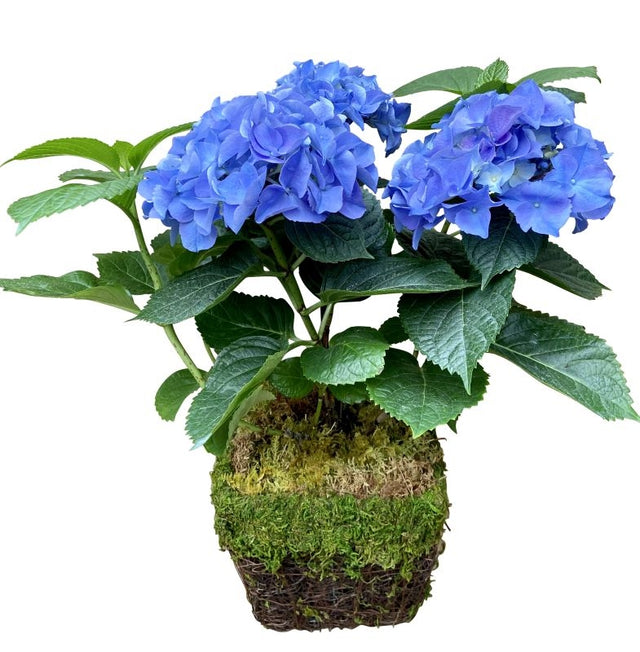 Potted Hydrangea 