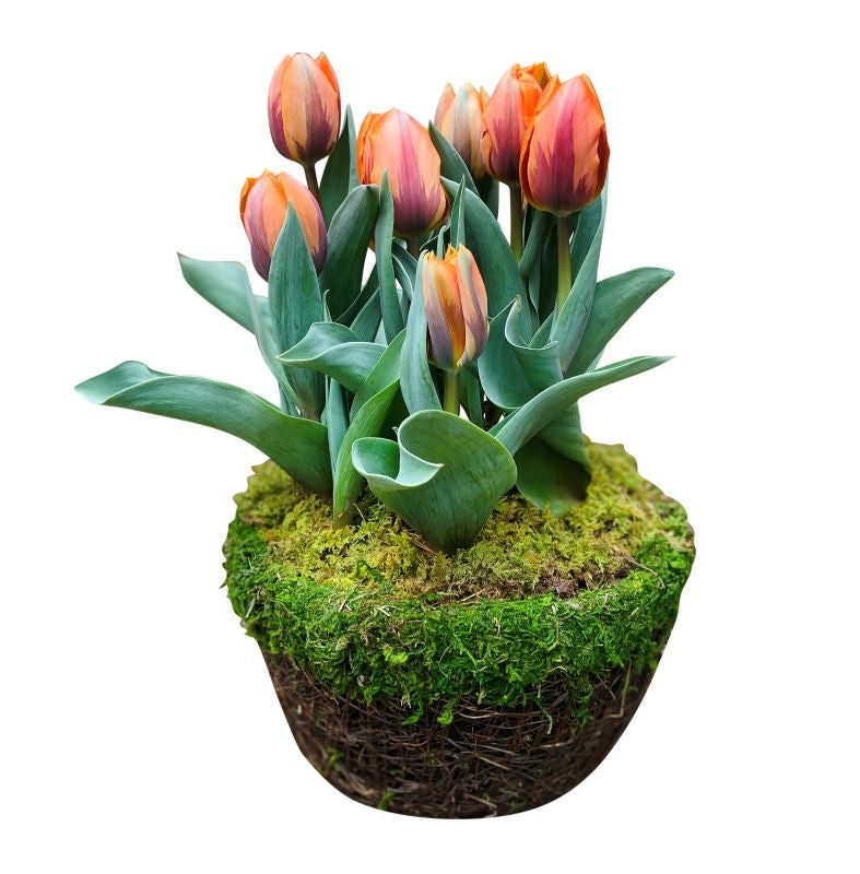 Potted Tulips 