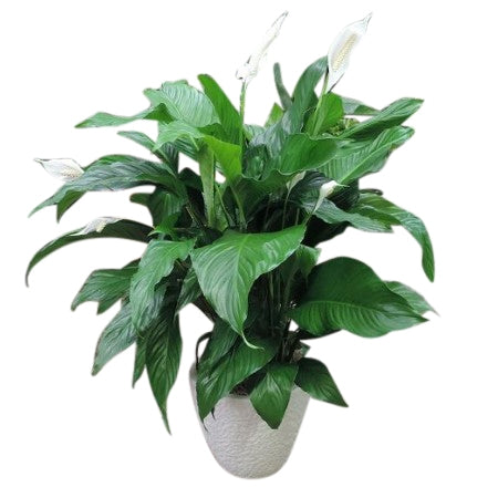 Premium Large Green Planter in imported European planter