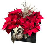 Premium Poinsettia Planter