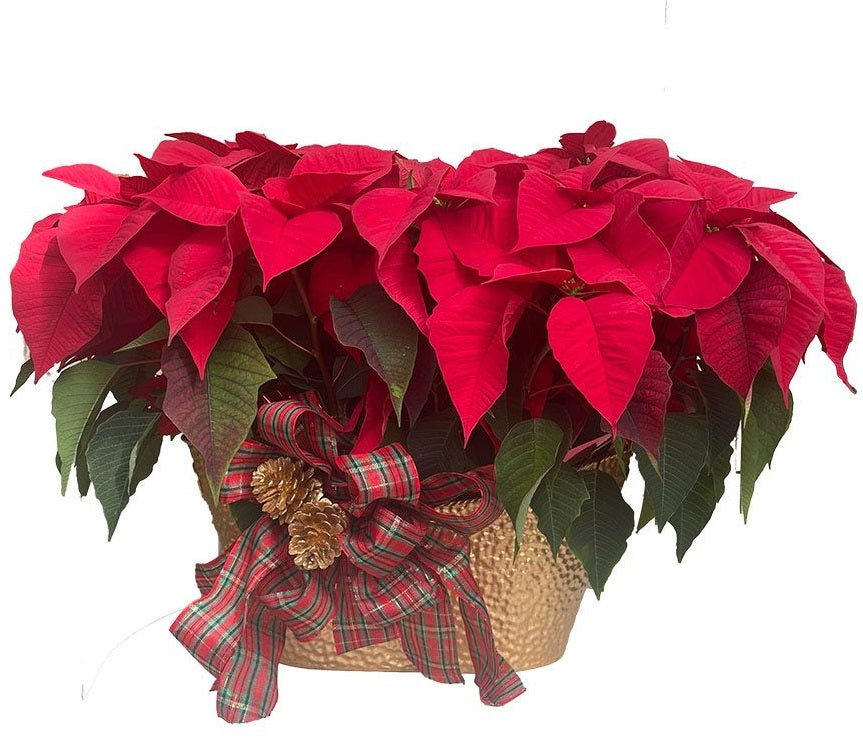 Deluxe poinsettia planter