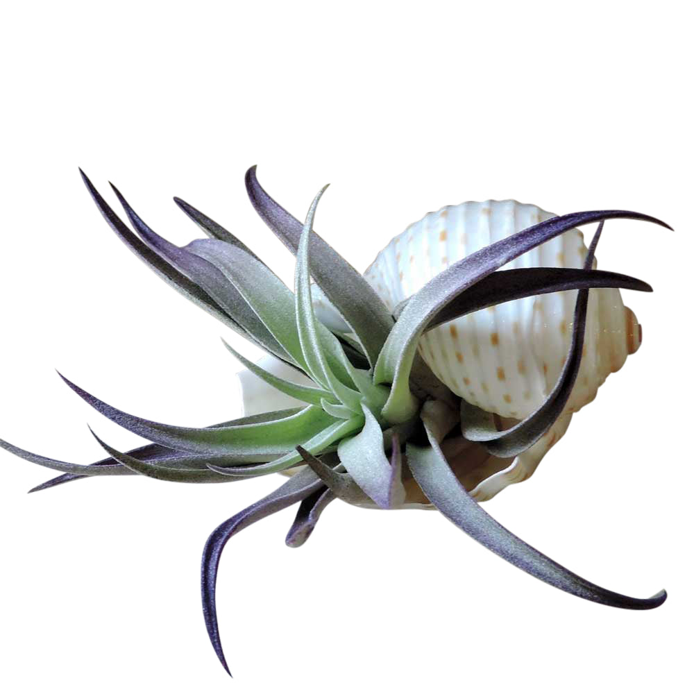 Purple air plant in sea shell