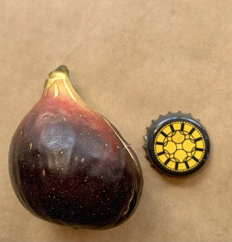 Red Israel Fig