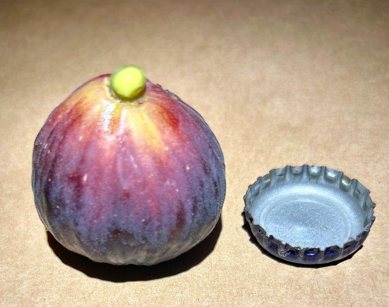 Red Israel Fig