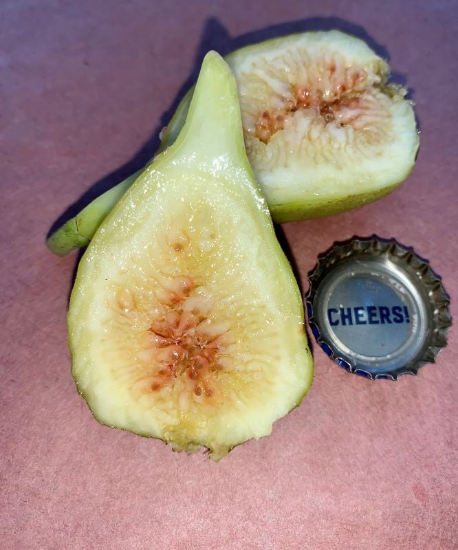 Robert’s Golden Rainbow Fig Fruit Cross Section