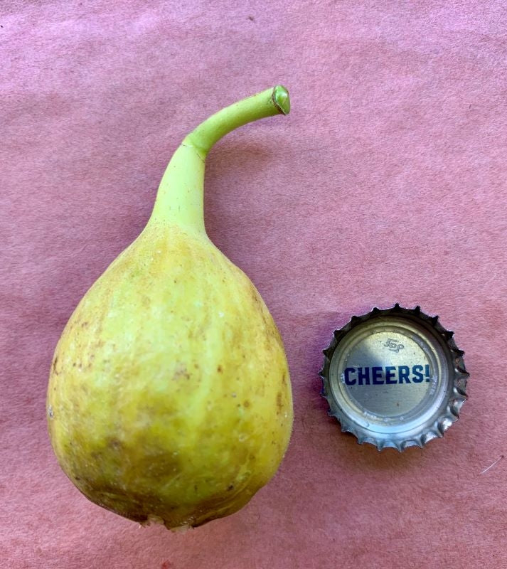 Robert’s Golden Rainbow Fig Fruit