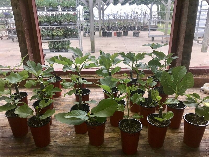 Princesa Fig Rooted Cuttings