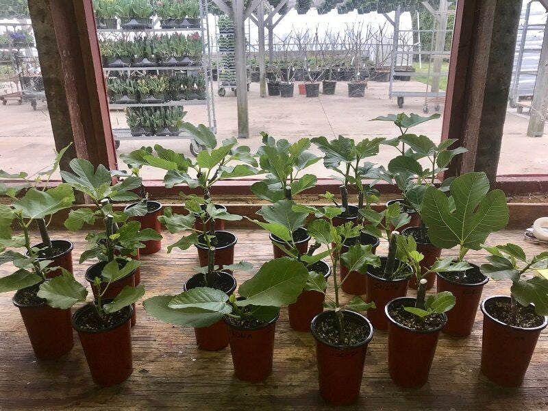 Dwarf Gold Rooted Fig Cuttings