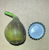 Rossellino Fig