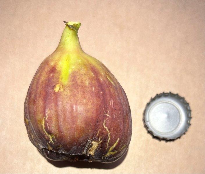 Rosso di Trani Fig