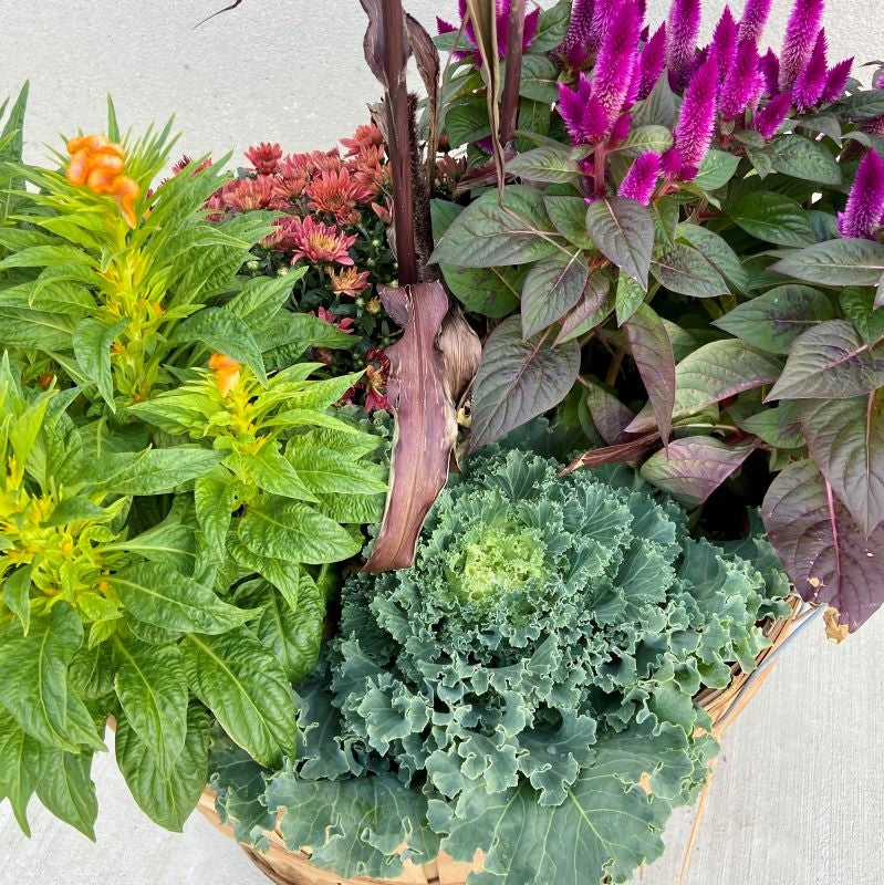 Rustic Autumn Bushel Basket Blooming Plants