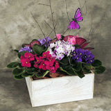 African violets planted in wooden cube