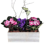 African violets planted in rustic wooden rectangular box