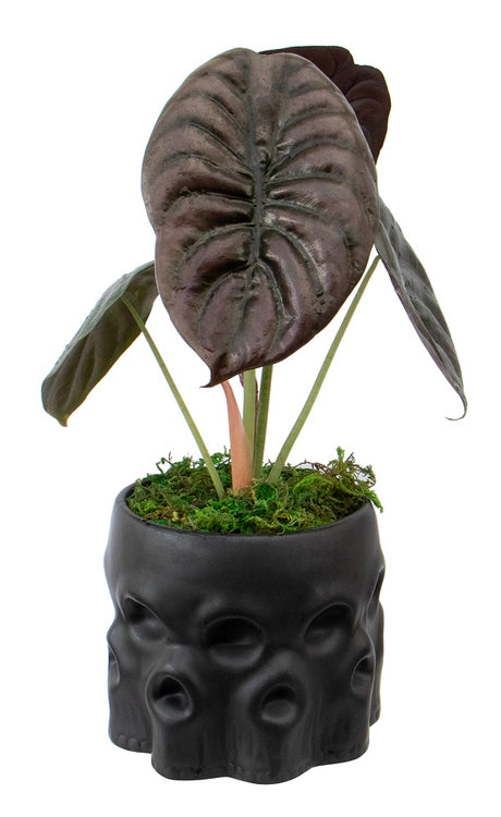 Sansevieria Vanitas Skull Planter