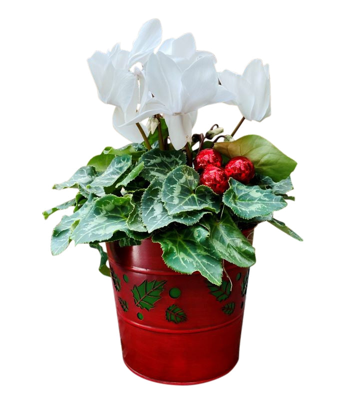 Holiday Cyclamen 