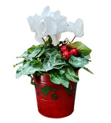 Holiday Cyclamen 