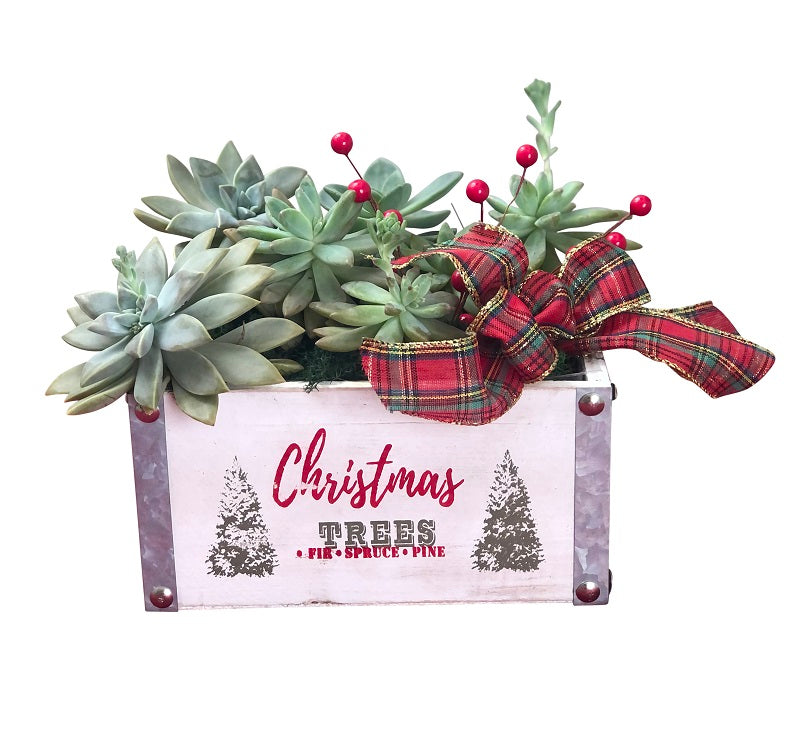 Santas Succulent Plant