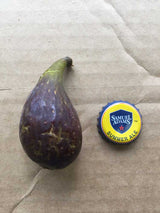 Sayreville Dark fig with stem