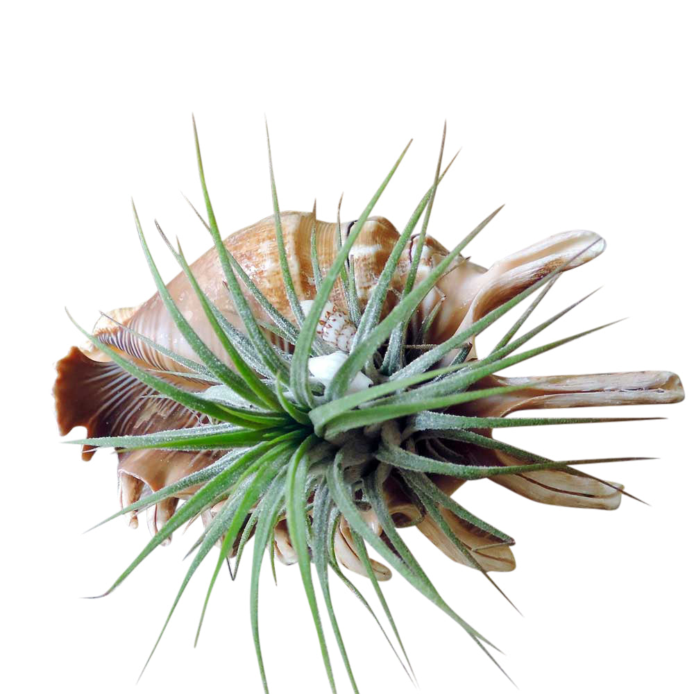 Air plant in sea shell