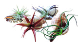 Sea Shell Air Plants