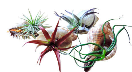 Sea Shell Air Plants