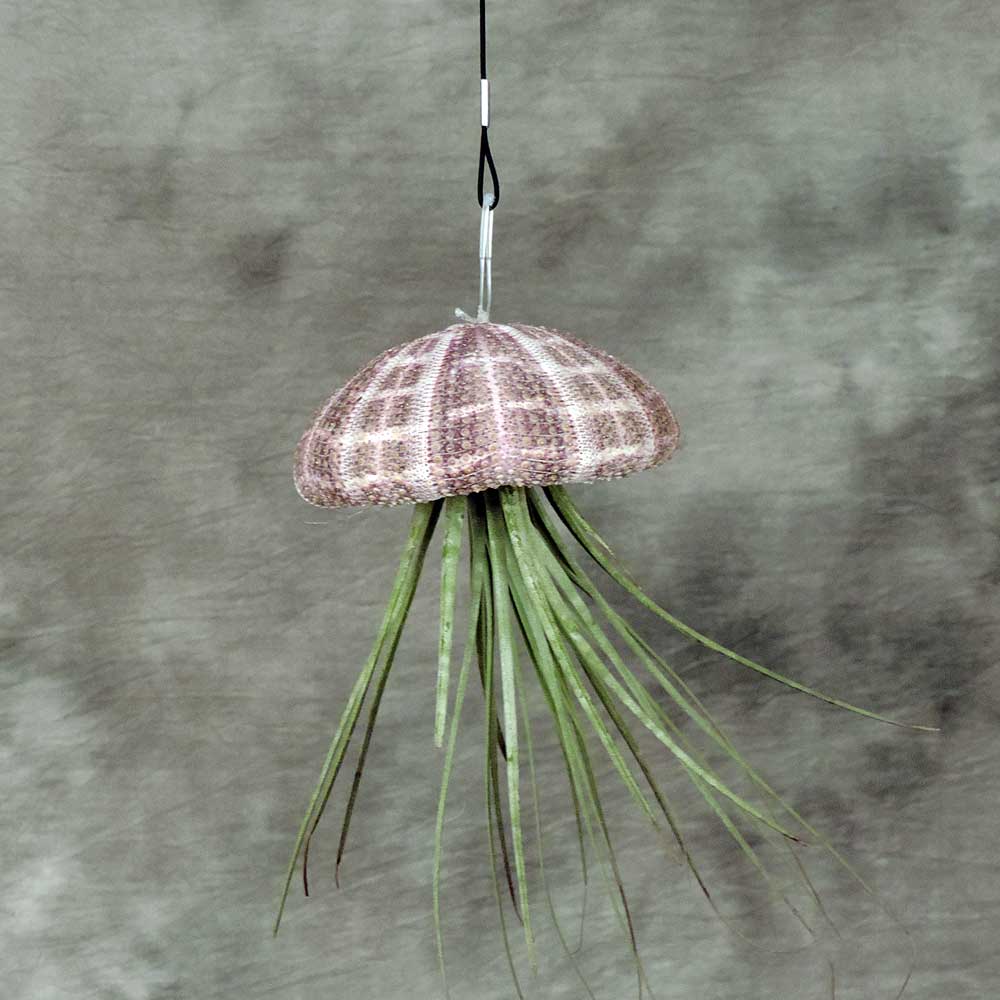 Sea Urchin Hanging Air Plant