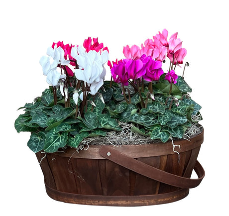 Seasonal blooming planter Deluxe