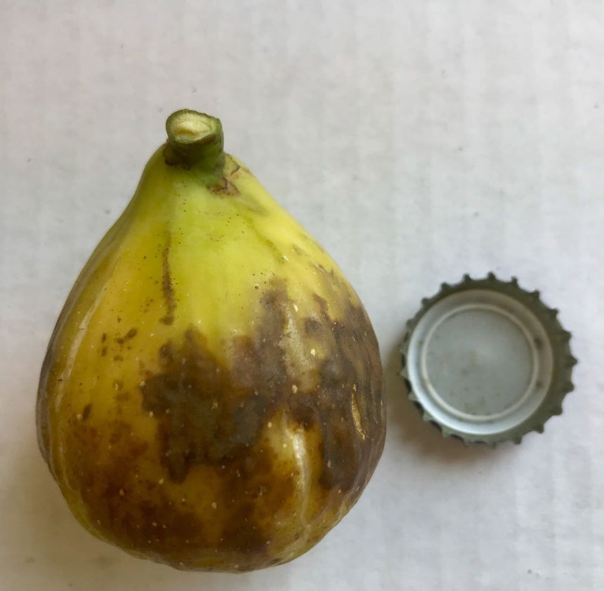 Sefrawi Fig Fruit