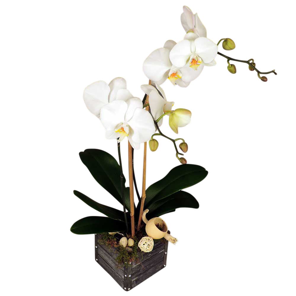 Shabby Chic Orchid Double